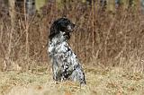 SETTER ANGLAIS 057
